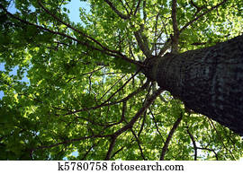 Looking up into tree foliage Looking up into tree foliage