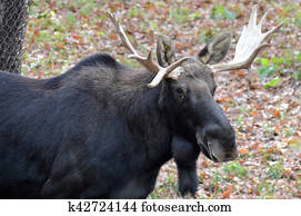 Moose Moose