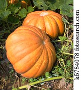 pumpkins pumpkins