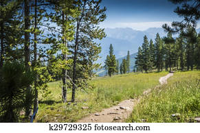 Fireweed Stock Images | Our Top 1000+ Fireweed Photos | Fotosearch