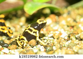 Yellow-headed poison frog