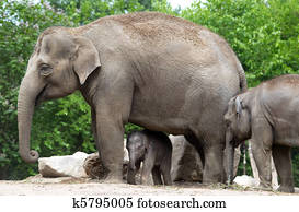 Elephant Elephant