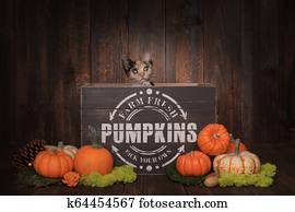 Thankgiving Kittens in Pumpkin Themed Setting Thankgiving Kittens in Pumpkin Themed Setting