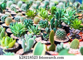 Cactus Cactus