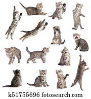 Cats or kittens isolated collection Cats or kittens isolated collection