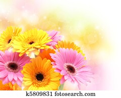 Gerbera daisies on pastel sparkly background