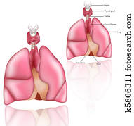 Lungs, Thymus, thyroid gland Lungs, Thymus, thyroid gland