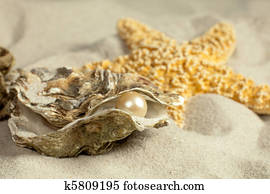 Pearl Oyster Images | Our Top 1000+ Pearl Oyster Stock Photos | Fotosearch