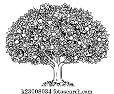 apfelbaum apfelbaum