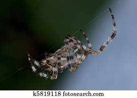 Garden Orb Spider At Work Macro