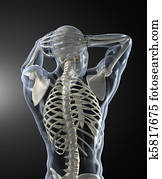 Human Body Medical Scan back view