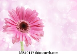 Pink Gerbera flower