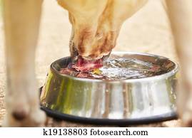 Thirsty dog Thirsty dog