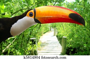 Toco toucan in mangrove tropical jungle