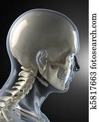 זכר, ראש אנושי, רנטגן