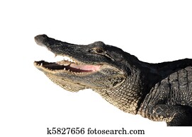 Attacking alligator Attacking alligator