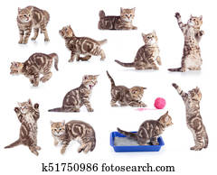 Cats isolated set Cats isolated set