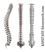 Detailed spine with Intervertebral discs - clipping path