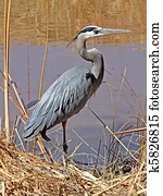Great Blue Heron in Bosque NM 2 Great Blue Heron in Bosque NM 2