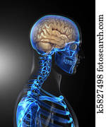 Human Brain Medical Scan Human Brain Medical Scan