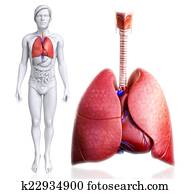 Human lungs anatomy Human lungs anatomy