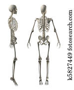 Male Full Skeleton Side and Back view Male Full Skeleton Side and Back view