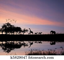 Safari in Africa silhouette of lio Safari in Africa silhouette of lio