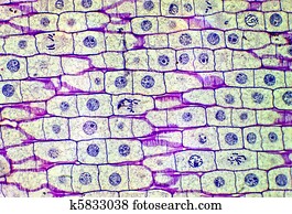 Cell Mitosis-photomicrograph