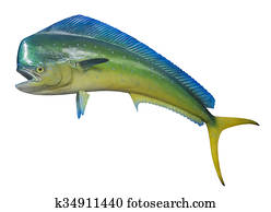 golfinho, peixe, isolado