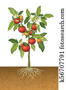 Tomato plant with root under the ground Tomato plant with root under the ground