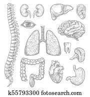בן אנוש, אברים, וקטור, רשום, גוף, אנטומיה, איקונים