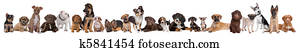 22 puppy dogs in a row 22 puppy dogs in a row