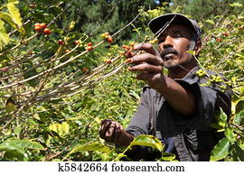 Coffee farmer picking ripe beans Coffee farmer picking ripe beans