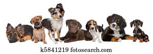 grupo grande, de, filhotes cachorro, ligado, um, branca, background.from, esquerda, para, right,German, pastor, raça misturada, pug, shetland, sheepdog,chocolate, Labrador,Beagle,Bernese, cachorro montês, e, um, miniatura, bassê
