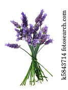 lavender lavender