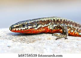 Podarcis muralis closeup