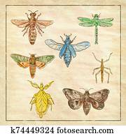 Vintage Moth, Dragonfly, Mantis and Stick Insect Collection on Antique Paper Vintage Moth, Dragonfly, Mantis and Stick Insect Collection on Antique Paper