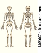esqueleto humano, vetorial