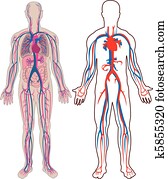 Human vein in vector