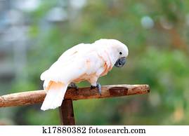 Salmon-crested cockatoo