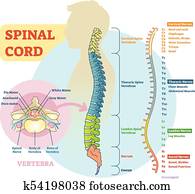 Spinal cord schematic diagram Spinal cord schematic diagram