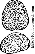 Brain Brain