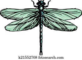 dragonfly dragonfly