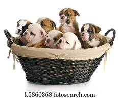 litter of puppies litter of puppies