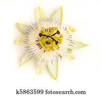 passion fruit flower passion fruit flower