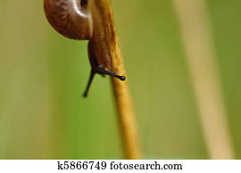 Snail Snail