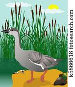 vector illustration goose on marsh vector illustration goose on marsh