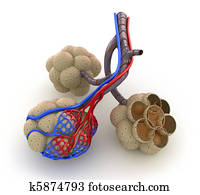 Alveoli in lungs - blood, oxygen Alveoli in lungs - blood, oxygen