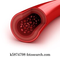 Blood vessel sliced macro on white