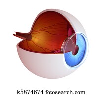 Eye anatomy - inner structure Eye anatomy - inner structure